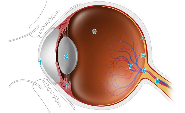 An Easy Guide To Your Eye S Anatomy Lenstore Co Uk