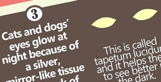 Dog's best sale eyesight facts